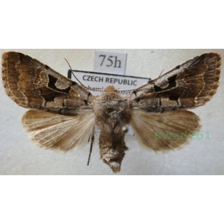 Orthosia gothica (Linnaeus, 1758) Piętnówka wiciokrzewka Czech75h